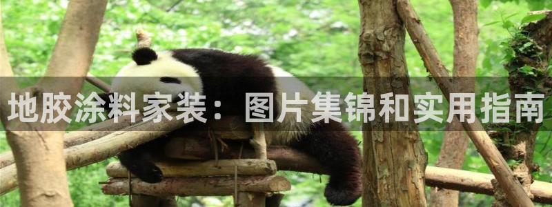和记注册有什么送的：地胶涂料家装：图片集锦和实用指南